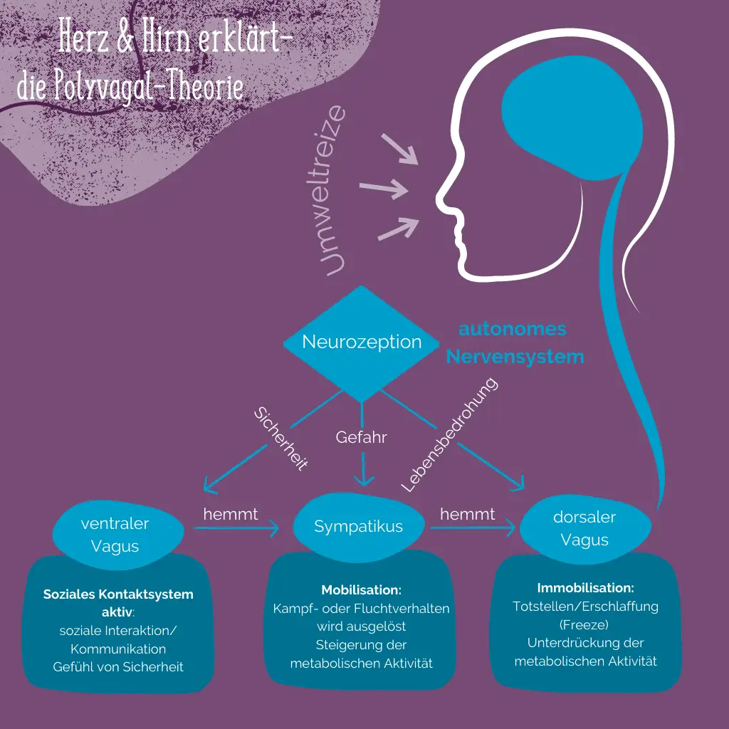 Emotionsregulation verbessern und Stress reduzieren mit Hilfe der Polyvagal-Theorie