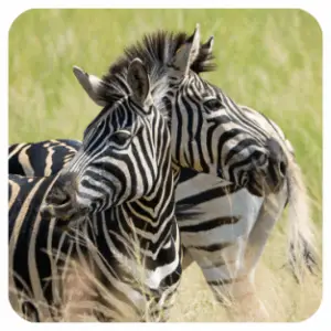 Kognitive Verzerrung