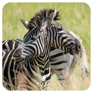 Kognitive Verzerrung